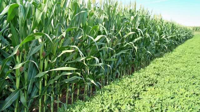 種植玉米想高產,建議一定要二次拌種,省錢省力產量高