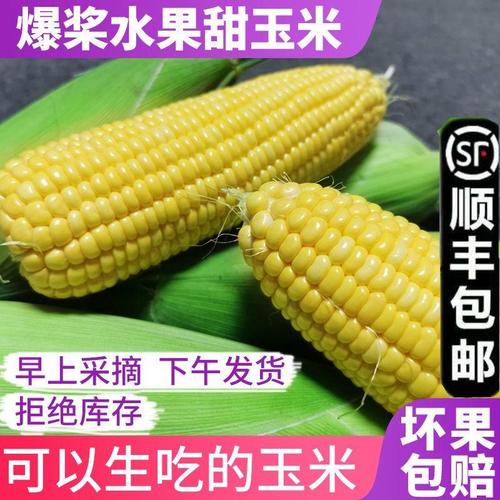 00/噸自家農戶種植白糯玉米粒,長期大量供應!